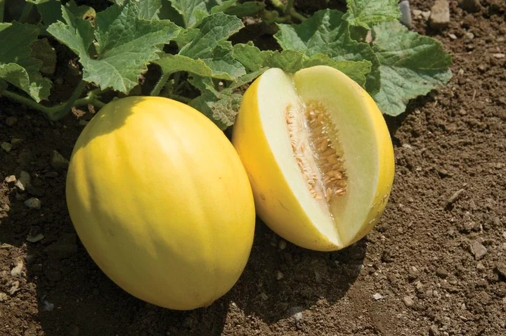 Golden Melon Benefits