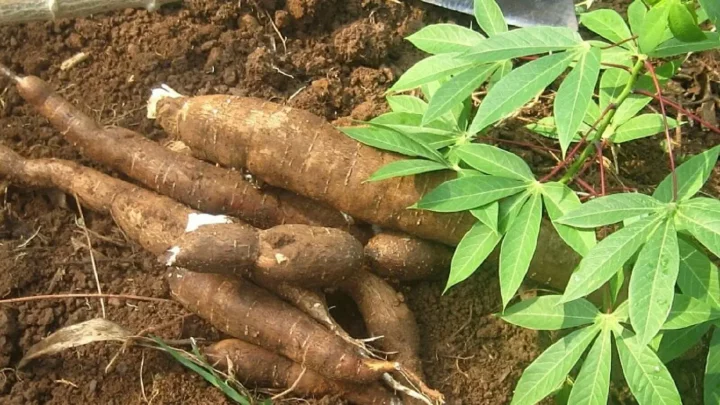 Nigeria ranks first in cassava production, yet imports