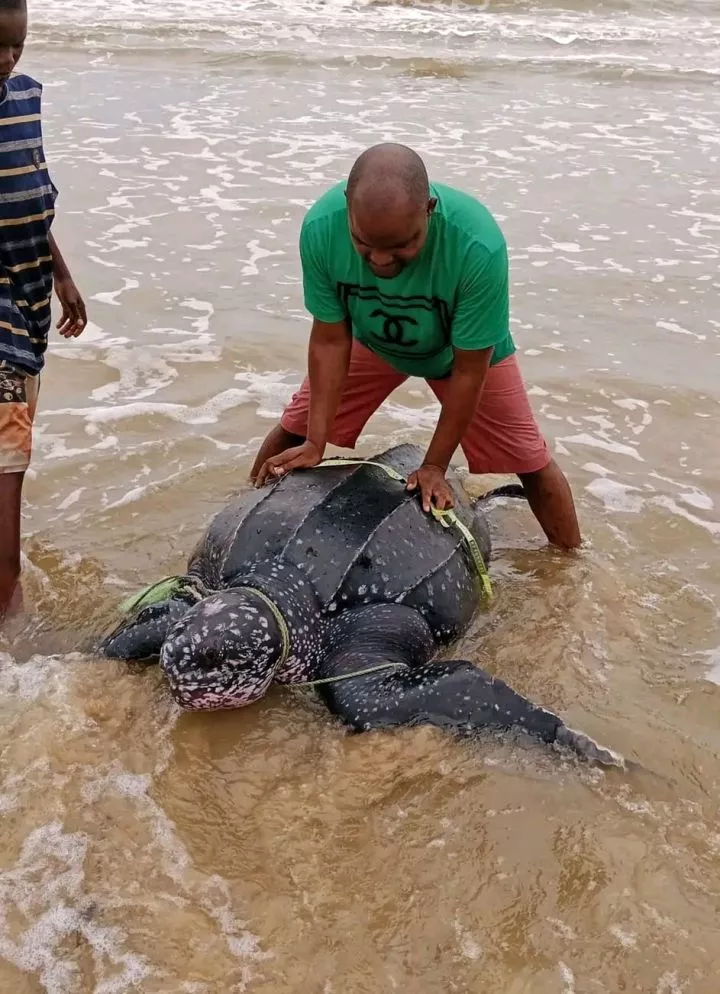 Endangered leatherback sea turtle released back into the ocean after it was caught in Bayelsa fisherman