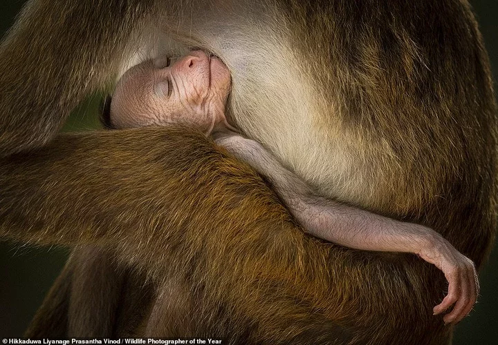 This adorable image of a young toque macaque sleeping in an adult's arms in Sri Lanka was captured by Sri Lankan photographer Hikkaduwa Liyanage Prasantha Vinod and wins the Behaviour: Mammals award. NHM says: 'Toque macaques easily adapt to human foods, and the encroachment of plantations into their habitat has seen an increase in incidents of shooting, snaring and poisoning by farmers trying to preserve their crops'