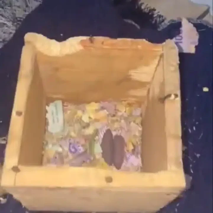 Rat devours woman's savings in heartbreaking video