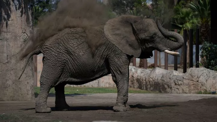 World's saddest elephant: Mexico's Supreme Court orders zoo to improve conditions for Ely the elephant