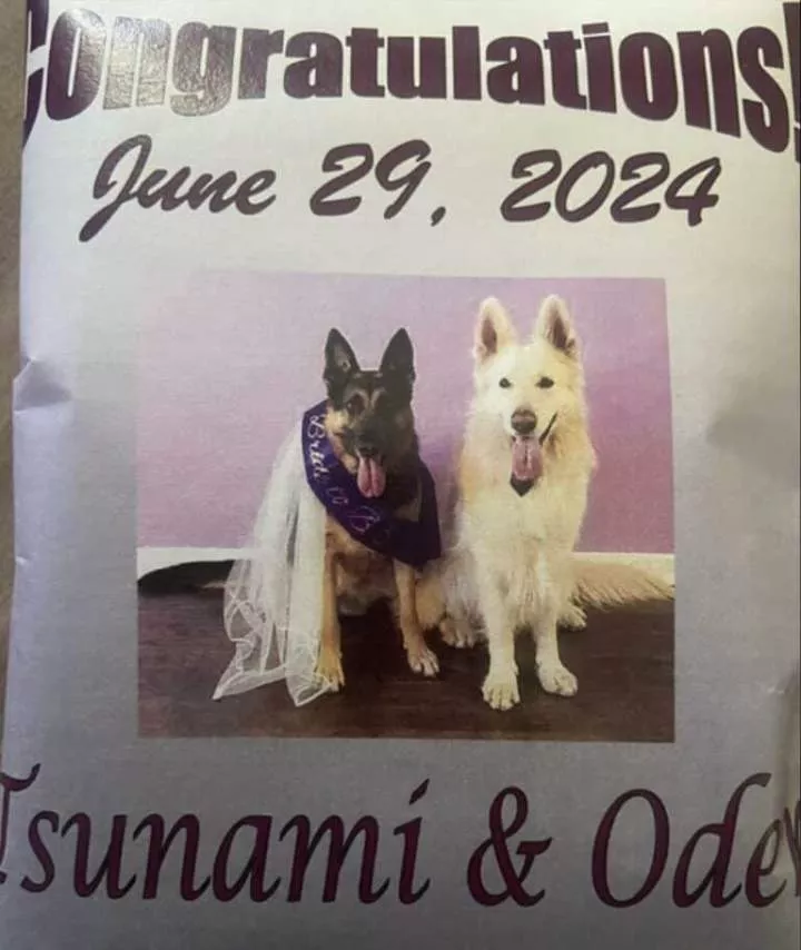 Mixed feelings trail elaborate white wedding of two dogs