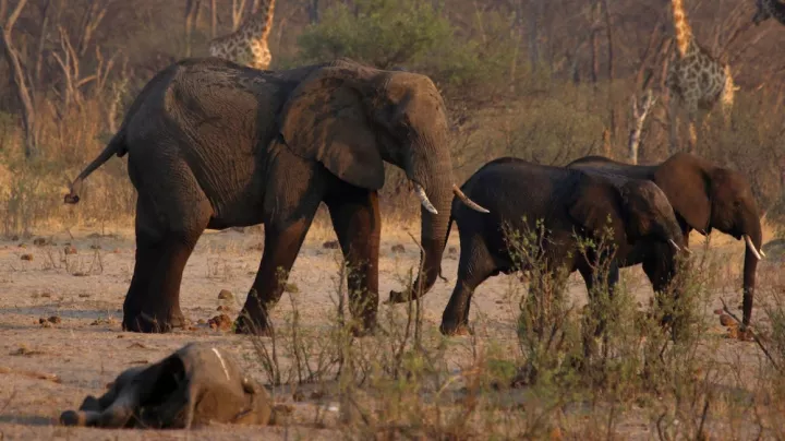 Namibia to cull 723 wild animals, distribute meat to people affected by drought