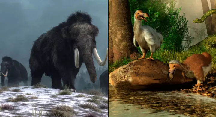 5 animals humans ate to extinction