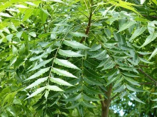 Reasons Why You Should Boil Neem Leaves And Drink The Water Regularly