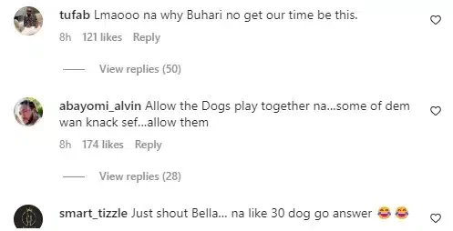 'Na why Buhari no get our time' - Reactions trail dog carnival in Port Harcourt (Video)