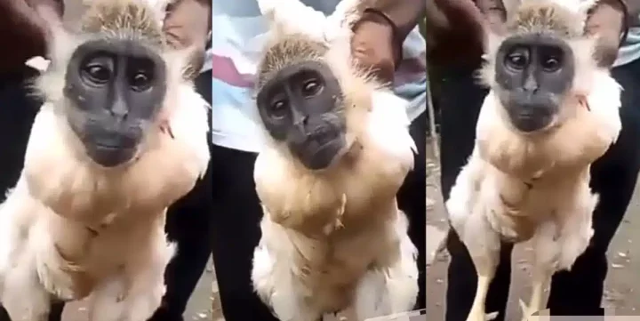 Scary looking creature with head of a monkey and legs of a chicken surfaces online (Video)