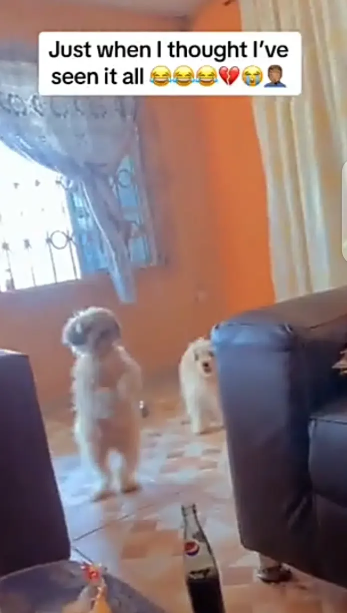 Man makes his dogs clap and dance before feeding them (video)