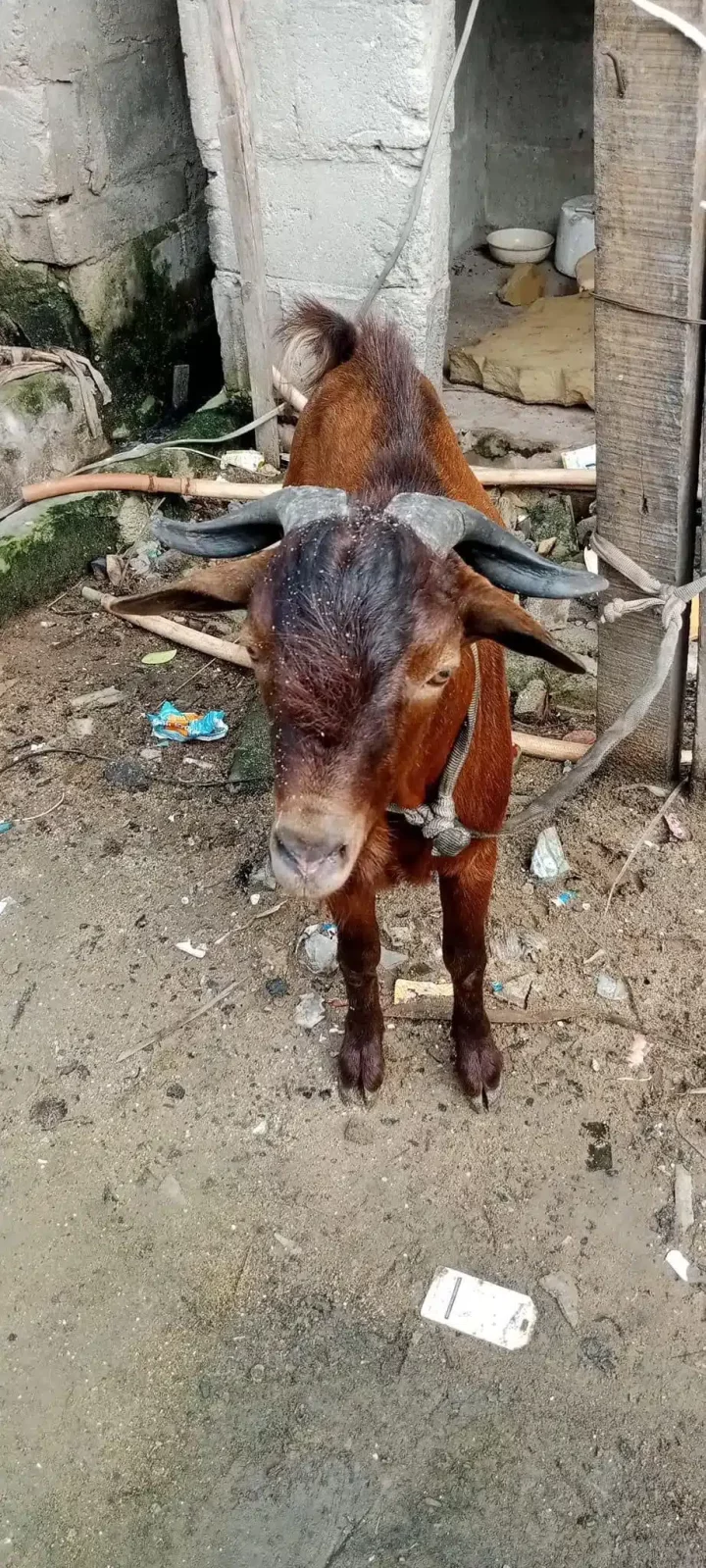 'We don't know where it came from' - Nigerian lady cries out as strange goat falls from ceiling while asleep with family (Photos)