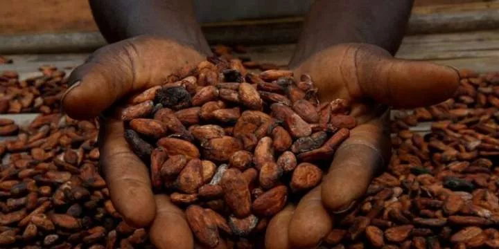 Nigeria to earn $3 billion from cocoa as prices stay higher than $10,100 per ton