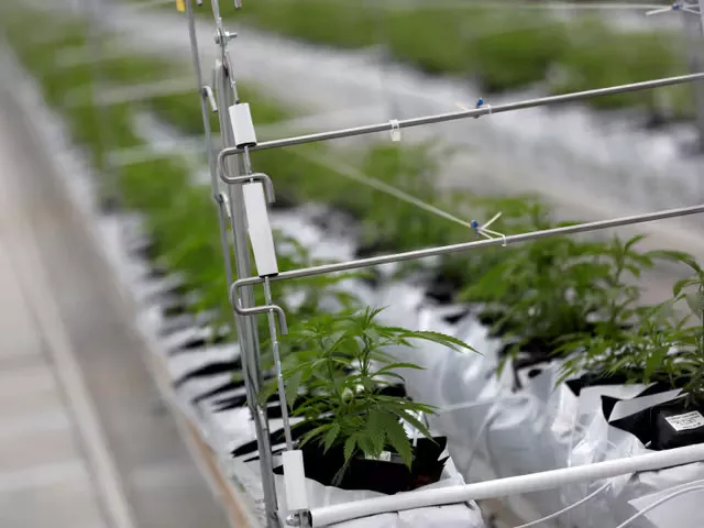 9 African countries that have legalized cannabis cultivation for industrial, medicinal purposes