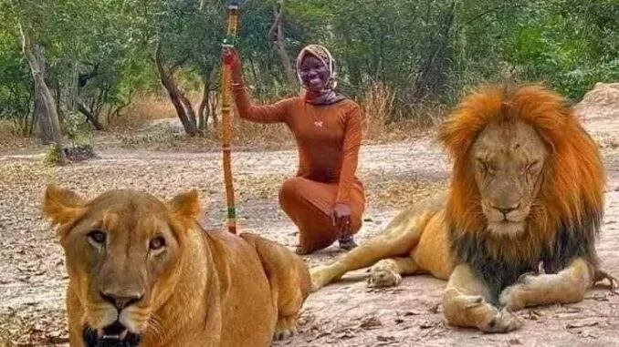 A Look Into Fathala Wildlife Reserve In Senegal Where Can Chill With Lions And Walk Freely With Them