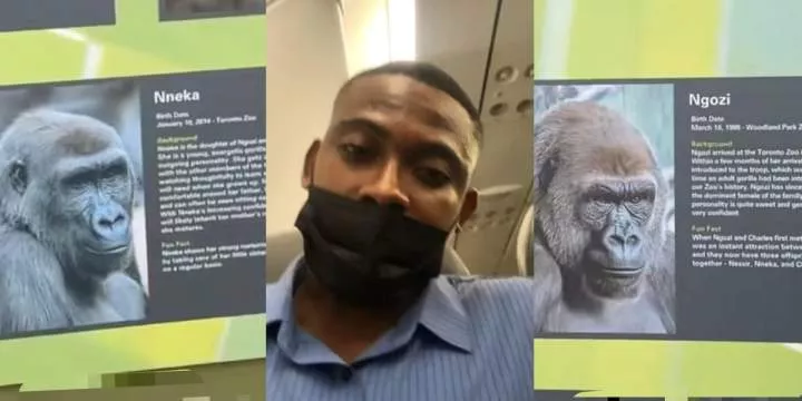 Nigerian man expresses shock as he finds gorillas named 'Ngozi' and 'Nneka' at Canadian zoo