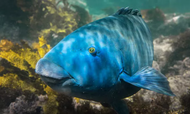 Blue groper: man fined $500 for killing protected fish in Sydney