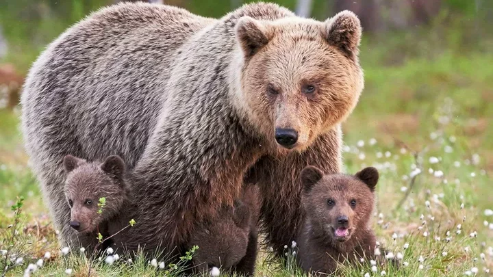 Biggest animals in the world