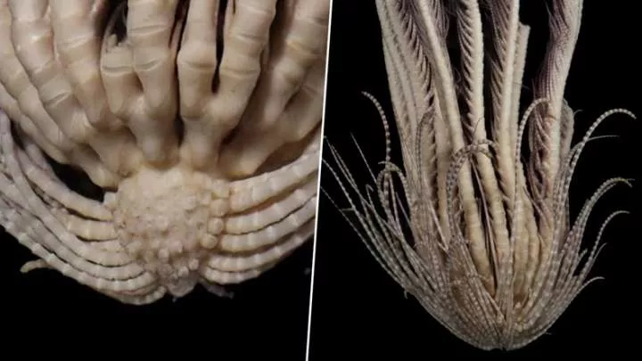 10 newly discovered ocean creatures revealed by scientists