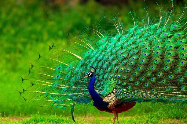 13,200+ Peacock Display Stock Photos, Pictures & Royalty-Free Images -  iStock