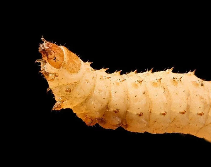 Mouth Larva; Understanding the Causes, Symptoms, & Treatments