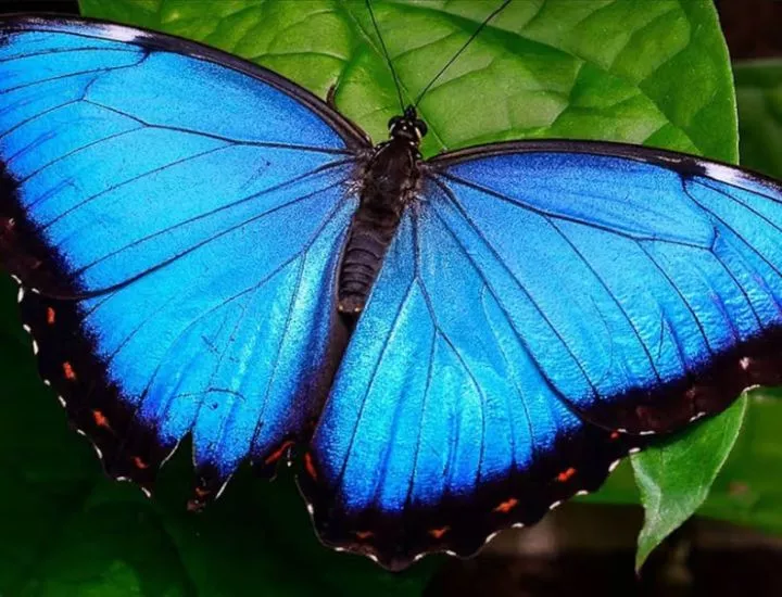 The 5 most beautiful animals in the world you won't believe exist