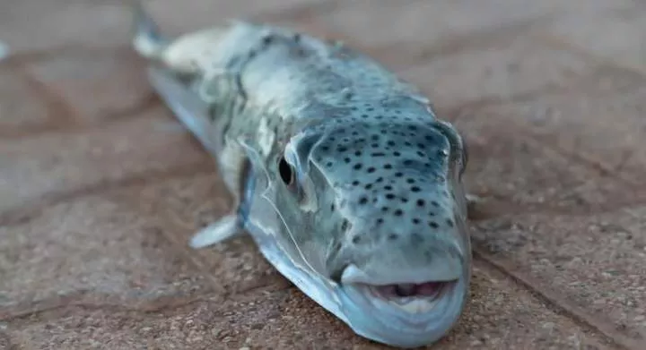 The most poisonous fish in the world is also beautiful