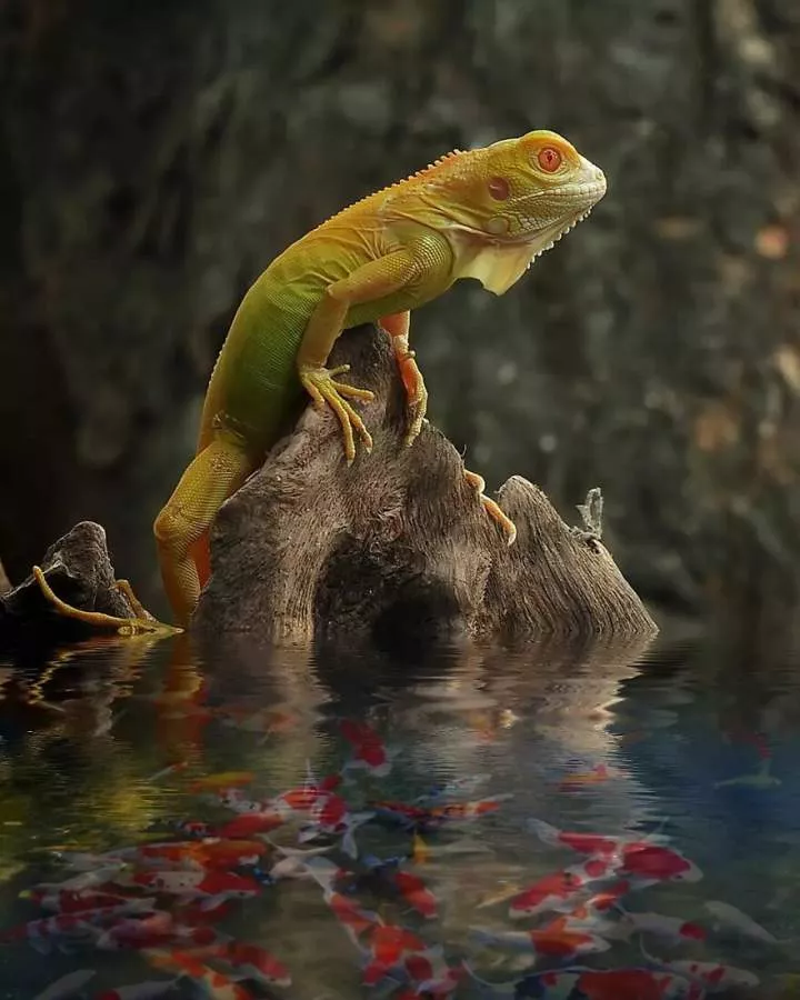 Meet Yan Hidayat, The Indonesian Photographer Who Takes Captivating Photos Of Small Reptiles (New Pics)