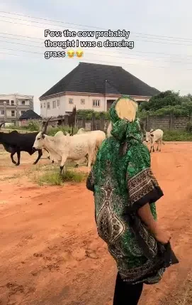 'Why are you running?' - Video shows lady fleeing as cow she was dancing for suddenly approached her