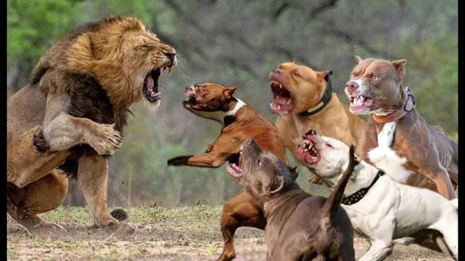 How Many Pitbulls Can Fight and Kill a Single Lion?