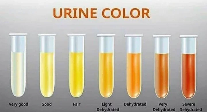 Why does your urine change colour? 