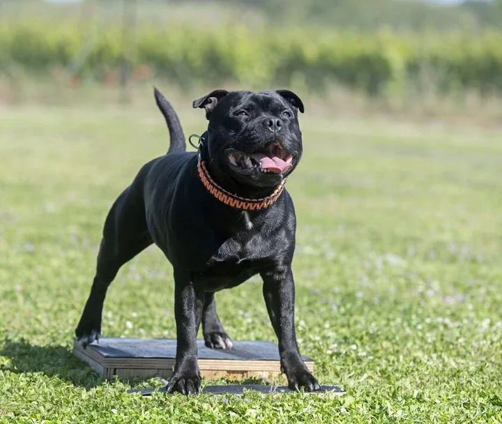 Staffordshire terrier puppy posing for an outdoor portrait