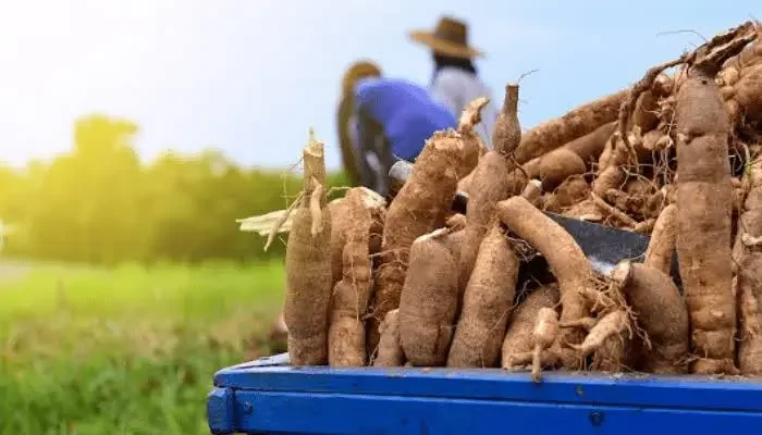 Cassava farmers accuse Ekiti govt of reallocating 6,000 hectares to private firm Cassava farmers accuse Ekiti govt of reallocating 6,000 hectares to private firm