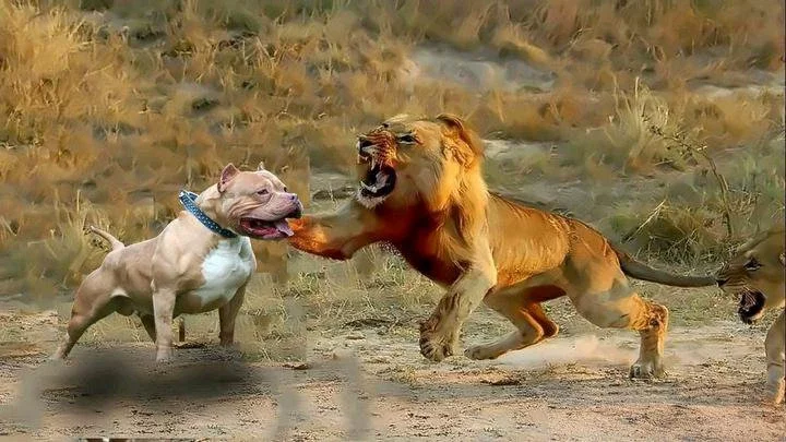 How Many Pitbulls Can Fight and Kill a Single Lion?