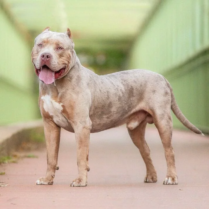 An american bully XL dog in nature