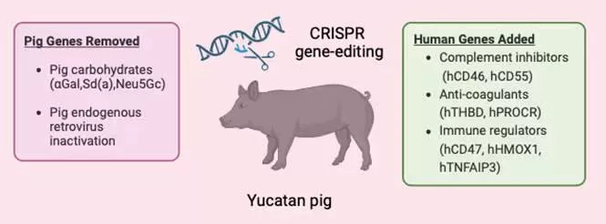 How doctors transferred pig's kidney into human patient for the first time