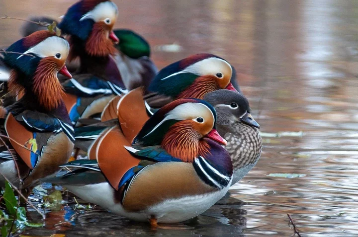 Exotic Mandarin Duck beautiful birds- Pet Lovers Nigeria