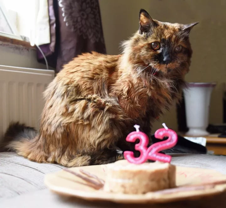 World's 'oldest cat' dies at 33 which is 152 in human years