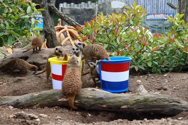 the meerkats successfully guessed the score in the Netherlands game