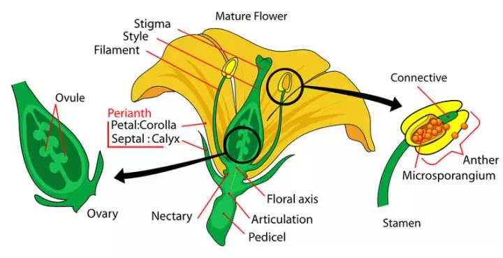 Do plants and trees have sexes?