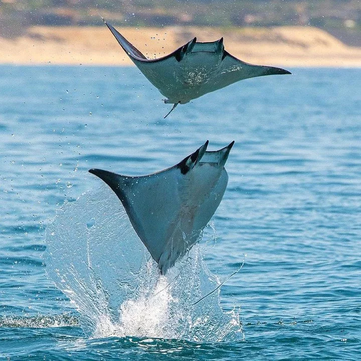 Mobula rays 