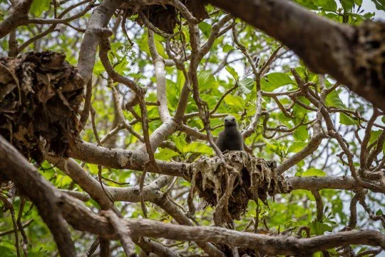 There appears to be no benefit for the trees in killing birds