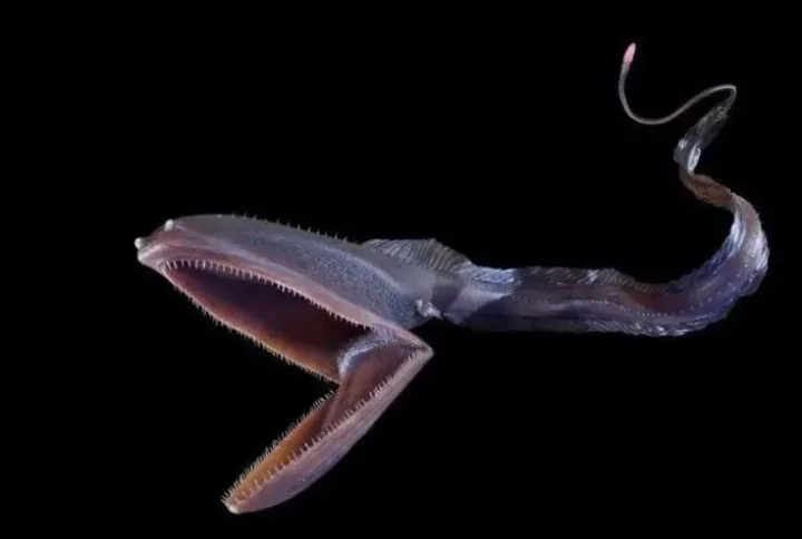 5 creepiest creatures found in the deep sea