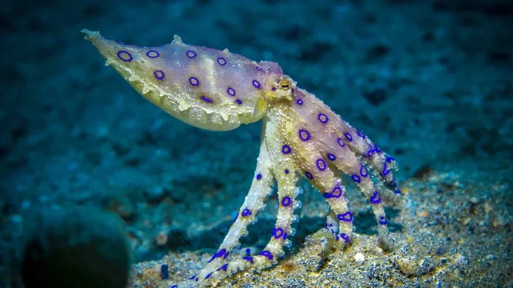 32 of the most venomous animals in the world