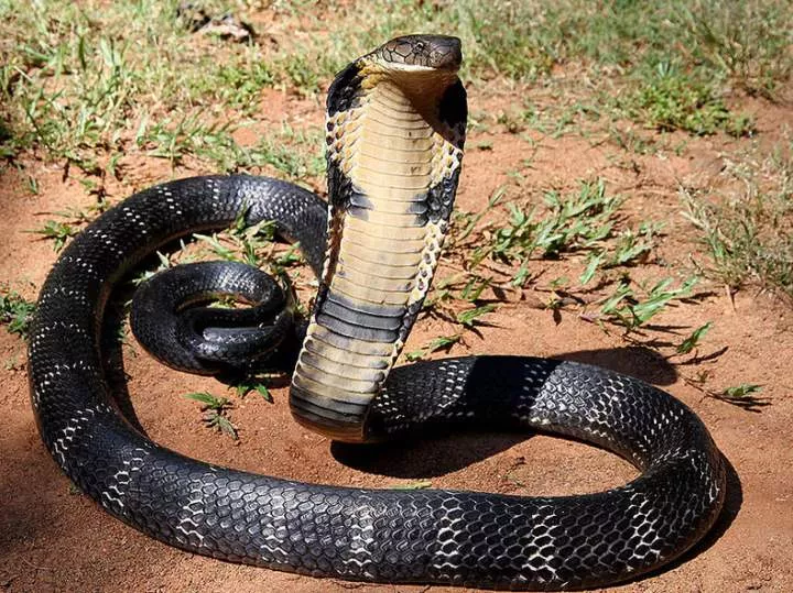 7 of the world's most venomous snakes