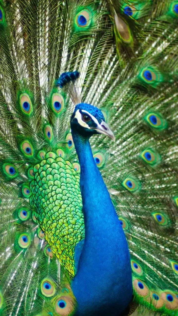 Peacock