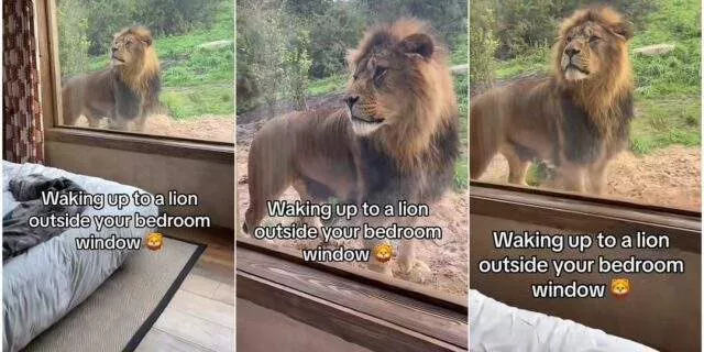 "How did it get there?" - Lady wakes up to see lion at her window (Video)