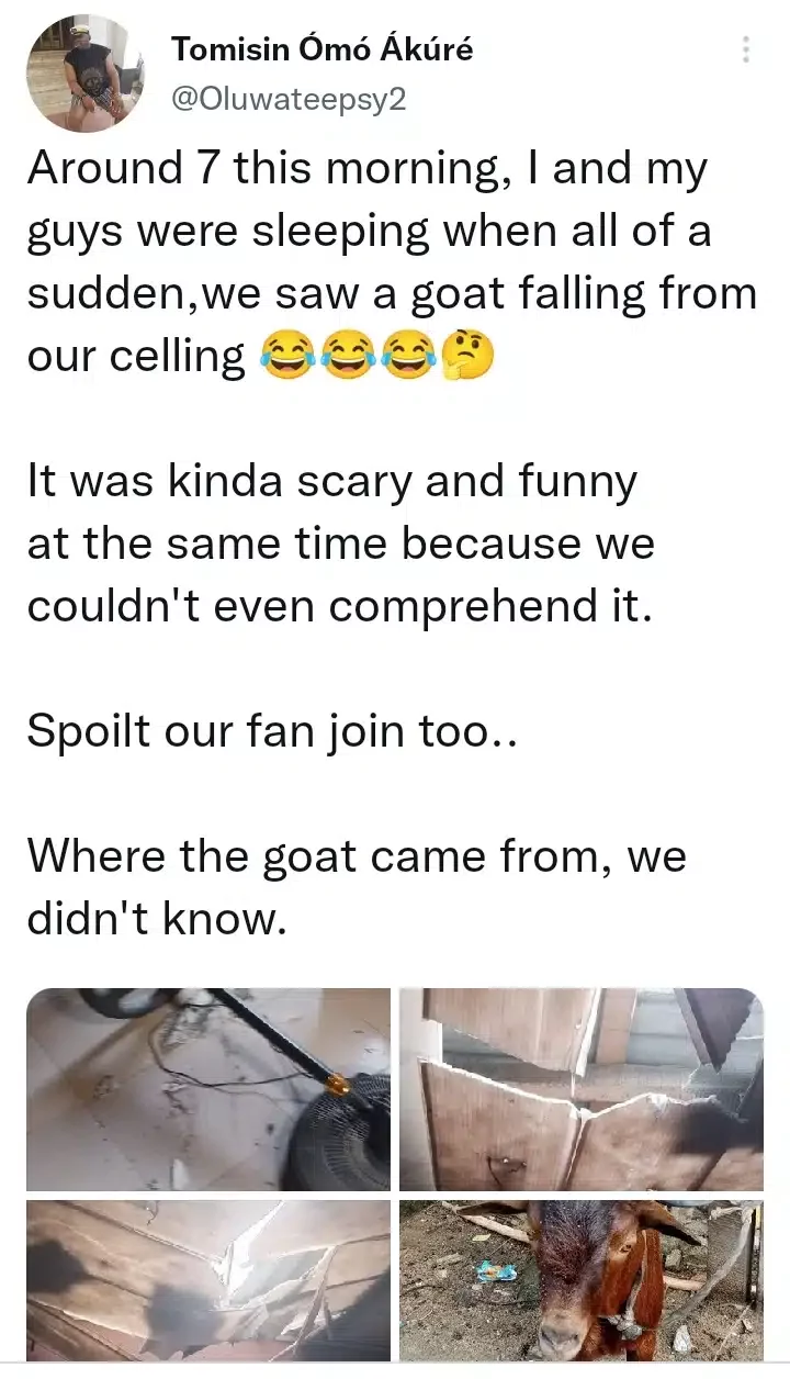 'We don't know where it came from' - Nigerian lady cries out as strange goat falls from ceiling while asleep with family (Photos)