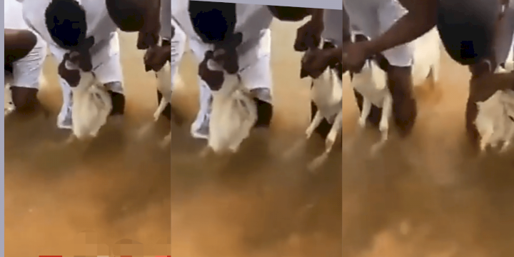 Young boys spotted spitting into goats' mouths as part of ritual process; says failure has been spat out (Video)