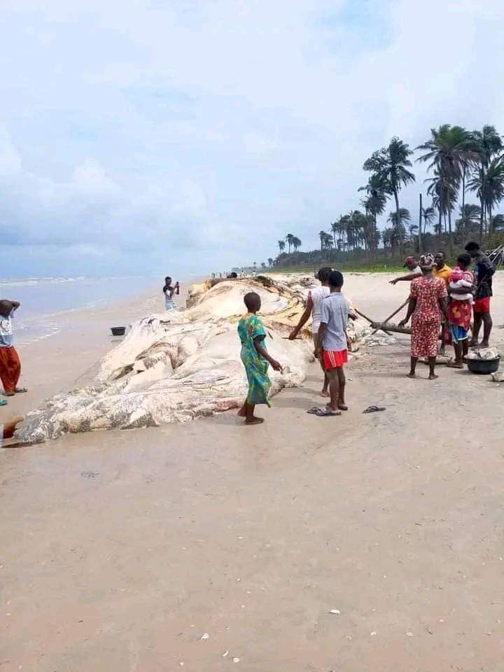 Dead whale washes ashore in Bayelsa community 