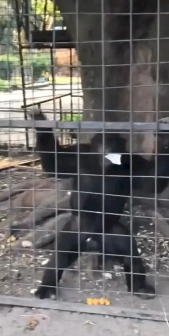 Lady shares harrowing experience with monkey at zoo in Burundi (Video)