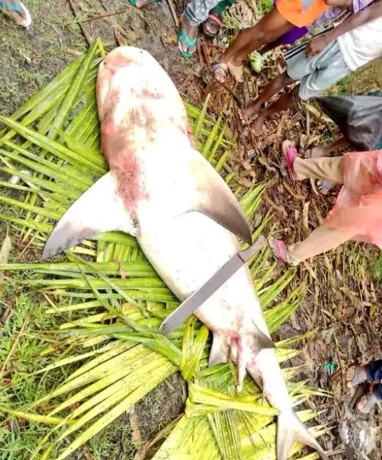 Fisherman catches 'shark' in Bayelsa, butchers it; Photos cause buzz